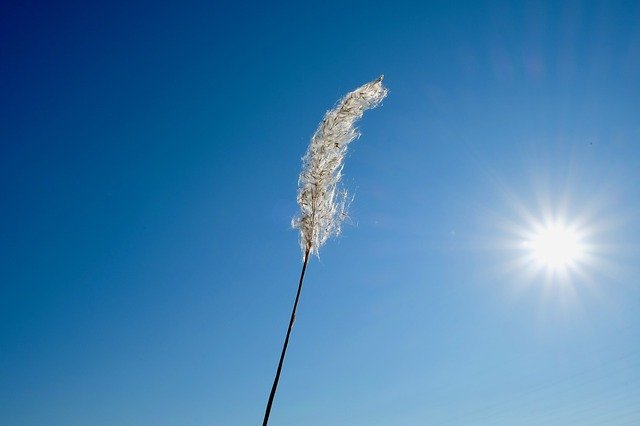 Free download Wild Grasses Pure Sun -  free photo or picture to be edited with GIMP online image editor