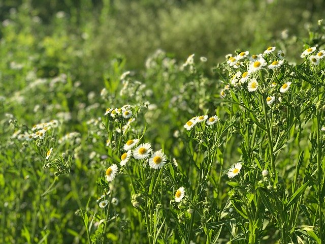 دانلود رایگان Wild Grass Green Nature - عکس یا تصویر رایگان قابل ویرایش با ویرایشگر تصویر آنلاین GIMP