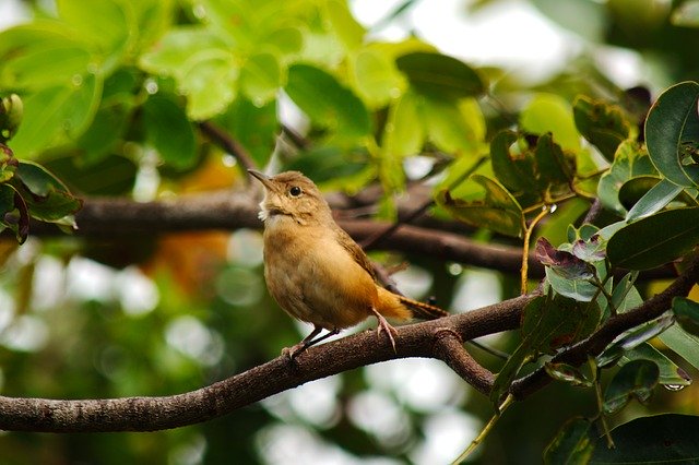 Free download Wildlife Bird Birdie -  free photo or picture to be edited with GIMP online image editor