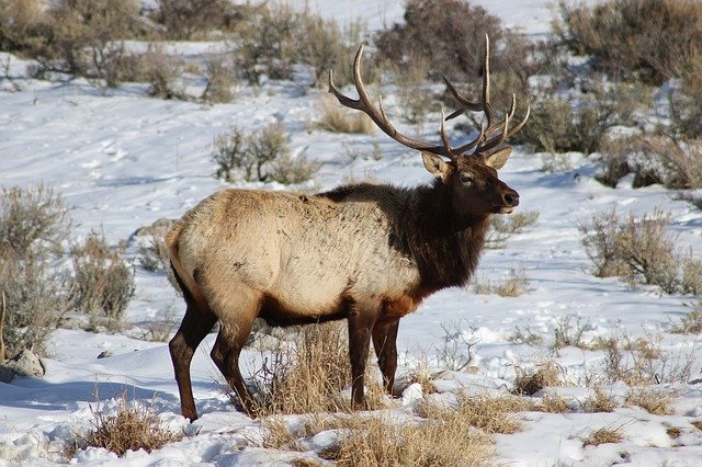 Free download Wildlife Elk -  free photo or picture to be edited with GIMP online image editor