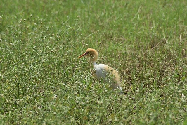 Free download wildlife i m flying marine birds free picture to be edited with GIMP free online image editor