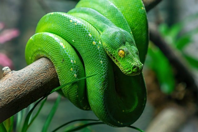 Free download wildlife snake green reptile free picture to be edited with GIMP free online image editor