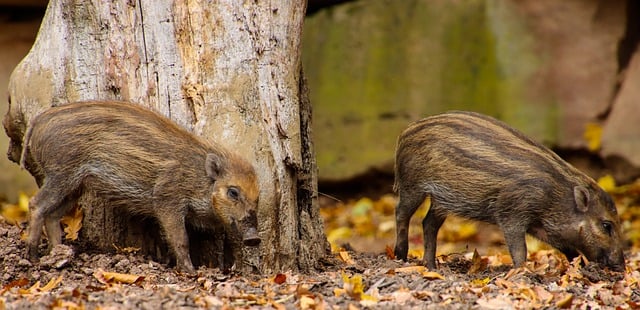 Free download wildlife wild boar forest nature free picture to be edited with GIMP free online image editor