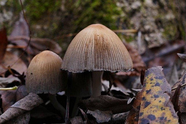 Free download Wild Mushrooms Forest Nature -  free photo or picture to be edited with GIMP online image editor