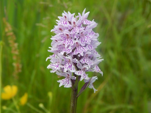 Free download Wild Orchid Flowers -  free photo or picture to be edited with GIMP online image editor