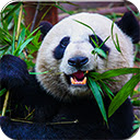 Wild Panda  screen for extension Chrome web store in OffiDocs Chromium