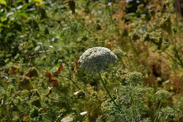 Free download Wild Perennial Blossom Bloom -  free photo or picture to be edited with GIMP online image editor