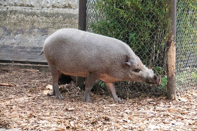 Free download Wild Pig Zoo Animal Warthog -  free photo or picture to be edited with GIMP online image editor