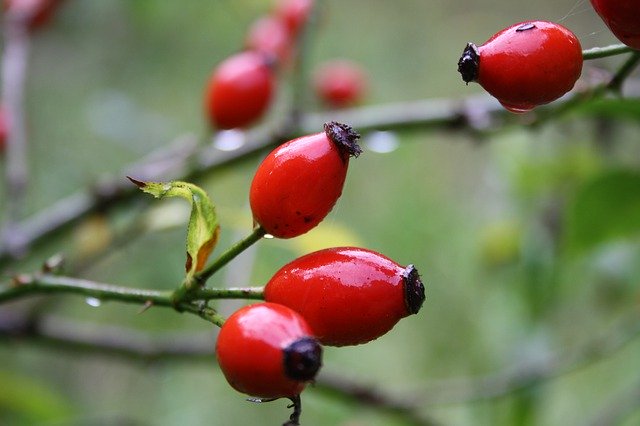 Free download Wild Rose Autumn Red -  free photo or picture to be edited with GIMP online image editor