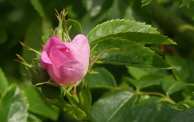 Free download Wild Rose Blossom Bloom -  free photo or picture to be edited with GIMP online image editor