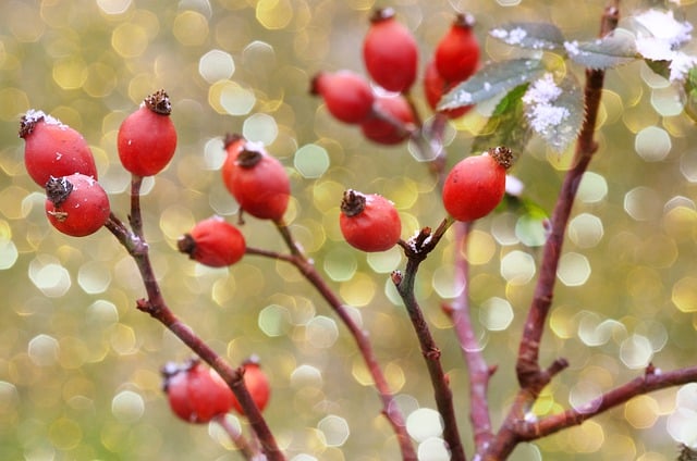 Free download wild rose fruit bokeh botany free picture to be edited with GIMP free online image editor