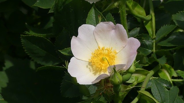 Free download Wild Rose Hedge Blossom -  free photo or picture to be edited with GIMP online image editor