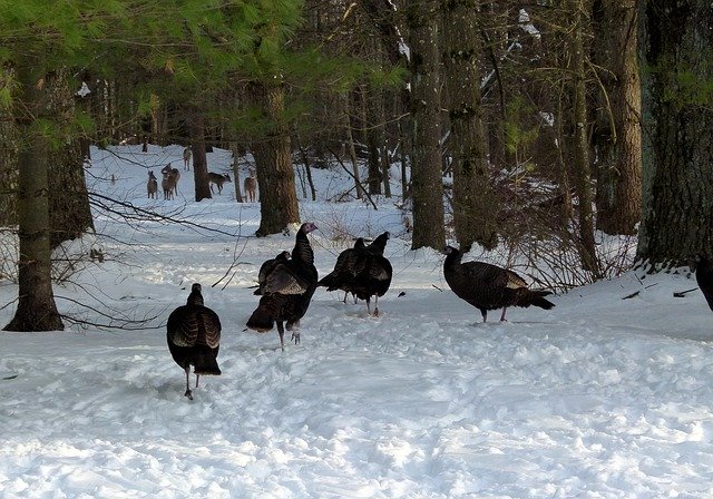 Free download Wild Turkeys Deer -  free photo or picture to be edited with GIMP online image editor