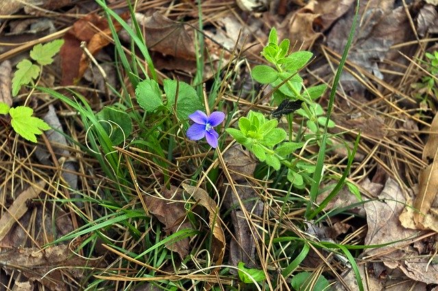 Free download Wild Violet Plant -  free photo or picture to be edited with GIMP online image editor