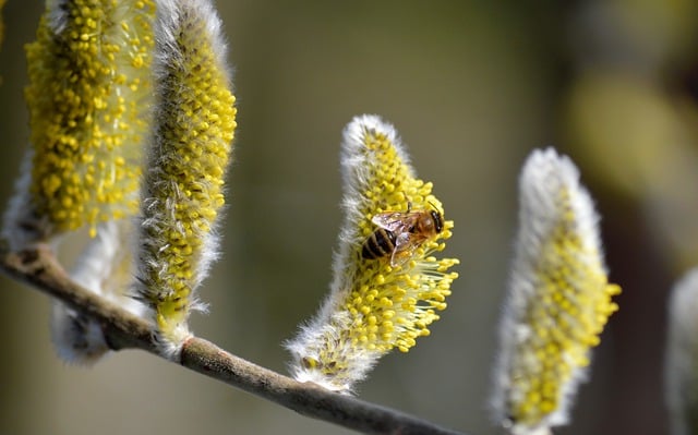 Free download willow catkin bee pollination free picture to be edited with GIMP free online image editor