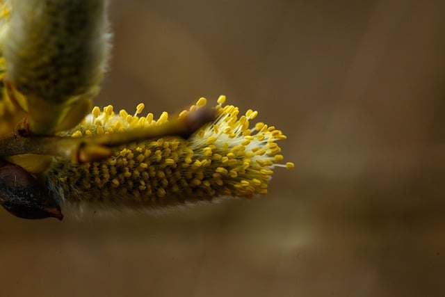 Free download willow catkin catkins plant flora free picture to be edited with GIMP free online image editor