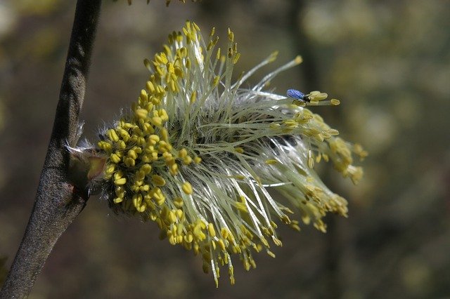 Free download Willow Catkin Insect Blossom -  free photo or picture to be edited with GIMP online image editor