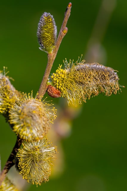 Free download willow catkin pollen plant tree free picture to be edited with GIMP free online image editor