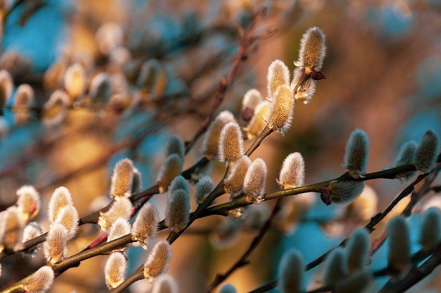 Free download willow catkin tree free picture to be edited with GIMP free online image editor