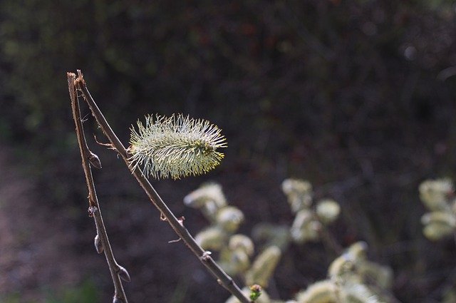 Free download Willow Kätzschen Pasture Bush -  free photo or picture to be edited with GIMP online image editor