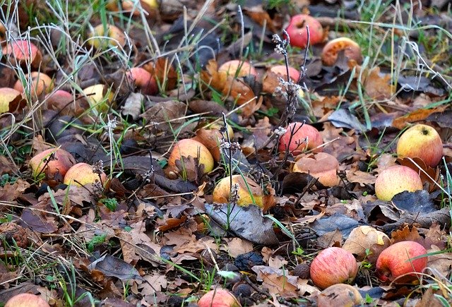 Free download Windfall Winter Apple -  free photo or picture to be edited with GIMP online image editor