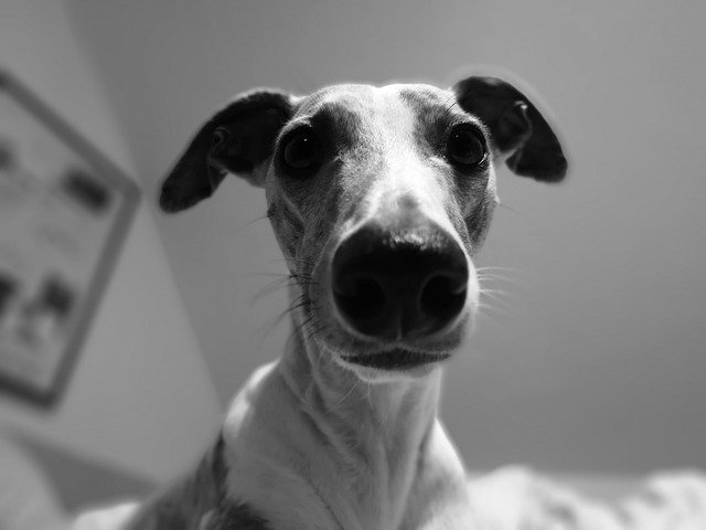 Free download Windhound Whippet Dog -  free photo or picture to be edited with GIMP online image editor