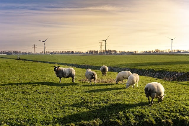 Free download windmills sheep sunlight shadows free picture to be edited with GIMP free online image editor