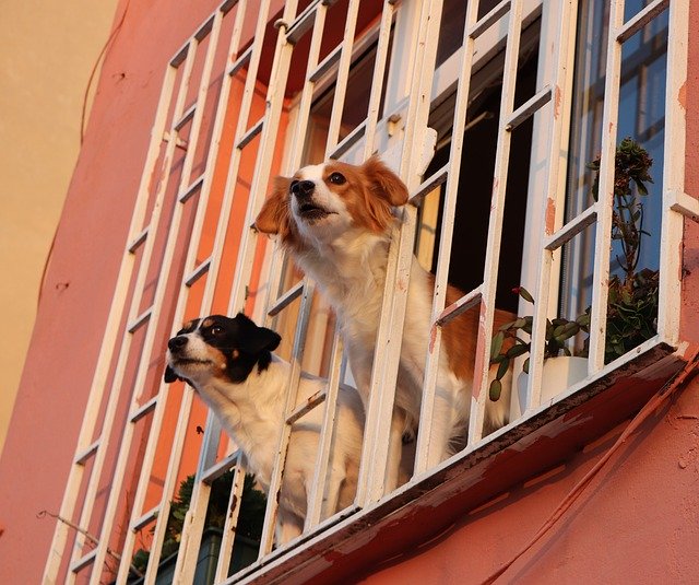 Free download Window Dog Dogs -  free photo or picture to be edited with GIMP online image editor