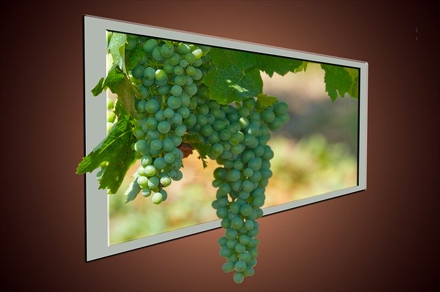 Free download Wine Grapes Fruit -  free illustration to be edited with GIMP free online image editor