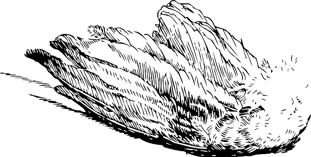 Free download Wing Bird Feathers - Free vector graphic on Pixabay free illustration to be edited with GIMP free online image editor