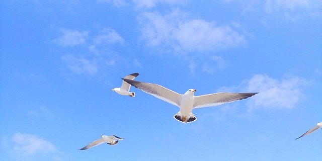 Free download wing sky seagull airplane i cloud free picture to be edited with GIMP free online image editor