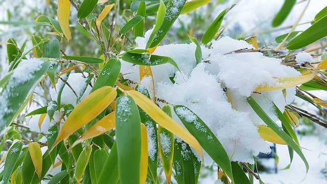 Free download Winter Bamboo Snow -  free photo or picture to be edited with GIMP online image editor