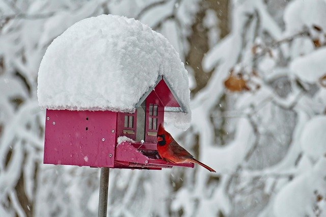 Free download Winter Bird Feeder Cardinal -  free free photo or picture to be edited with GIMP online image editor