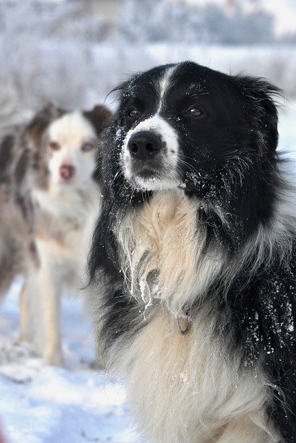 Téléchargement gratuit Winter Border Collie Fun - photo ou image gratuite à éditer avec l'éditeur d'images en ligne GIMP