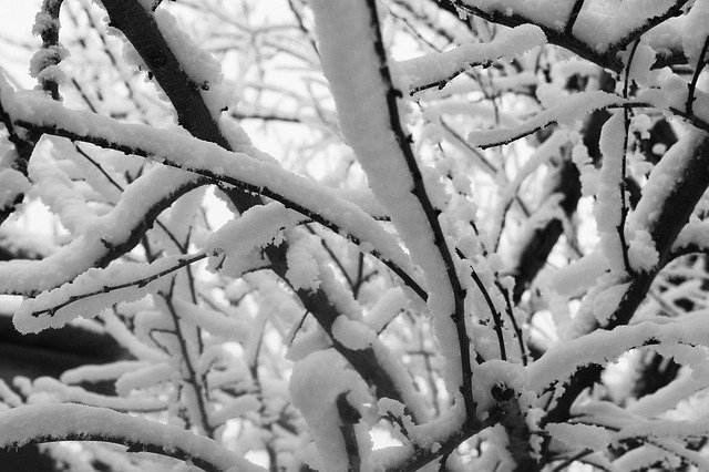 Free download Winter Branch Snow -  free photo or picture to be edited with GIMP online image editor