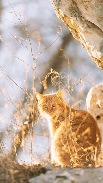 Free download winter cat orange cat atmosphere free picture to be edited with GIMP free online image editor