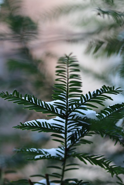 Free download winter conifer fir tree branch free picture to be edited with GIMP free online image editor