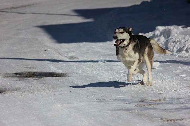 Free download Winter Dog Wolf -  free photo or picture to be edited with GIMP online image editor