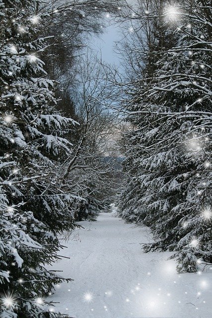 Free download Winter Forest Greeting Card Snow -  free photo or picture to be edited with GIMP online image editor