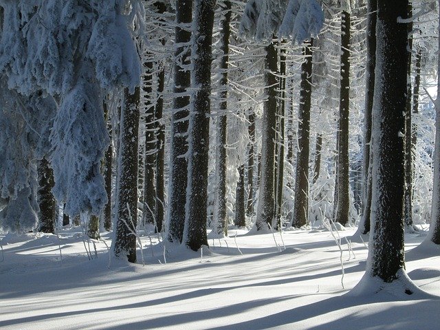 Free download Winter Forest Landscape Snow -  free photo or picture to be edited with GIMP online image editor