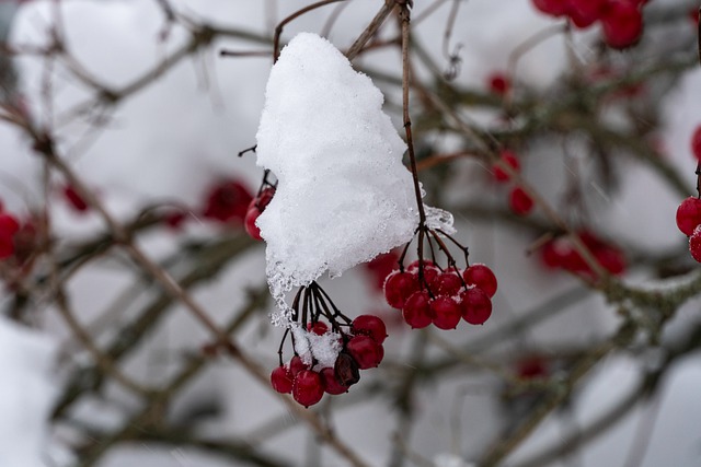 Free download winter frost berries fruits snow free picture to be edited with GIMP free online image editor