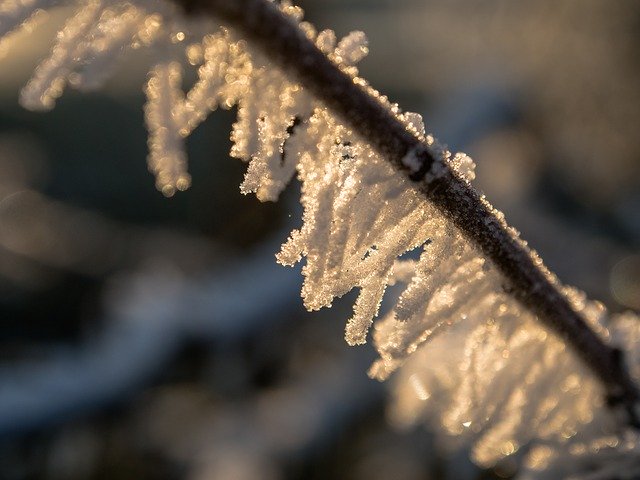 Free download Winter Frost Branch -  free photo or picture to be edited with GIMP online image editor