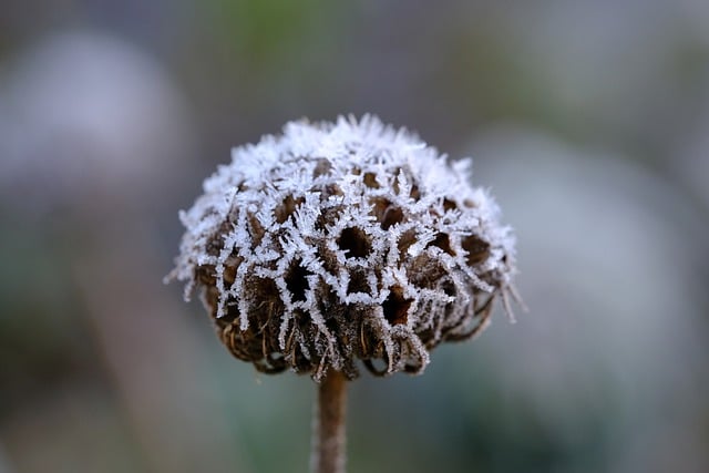 Free download winter frost hoarfrost background free picture to be edited with GIMP free online image editor