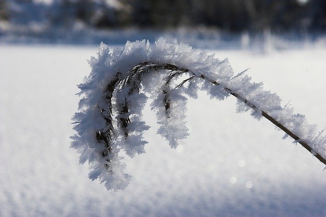 Free download Winter Frost Snowflakes -  free photo or picture to be edited with GIMP online image editor