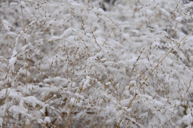 Free download Winter Grass Cold -  free photo or picture to be edited with GIMP online image editor