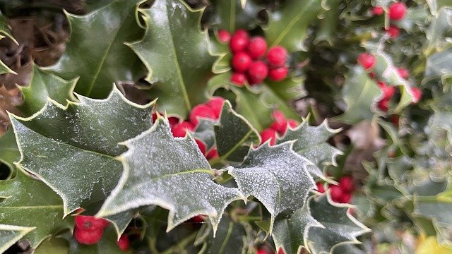 Free download winter holly berries frost nature free picture to be edited with GIMP free online image editor