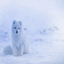 Winter Is Coming  screen for extension Chrome web store in OffiDocs Chromium