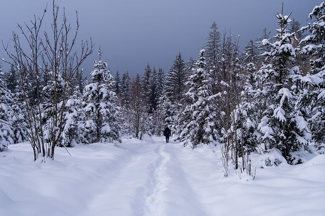 Free download winter landscape trees snow free picture to be edited with GIMP free online image editor