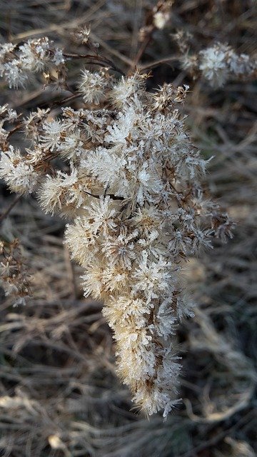 Free download Winter Late Autumn Hoarfrost -  free photo or picture to be edited with GIMP online image editor