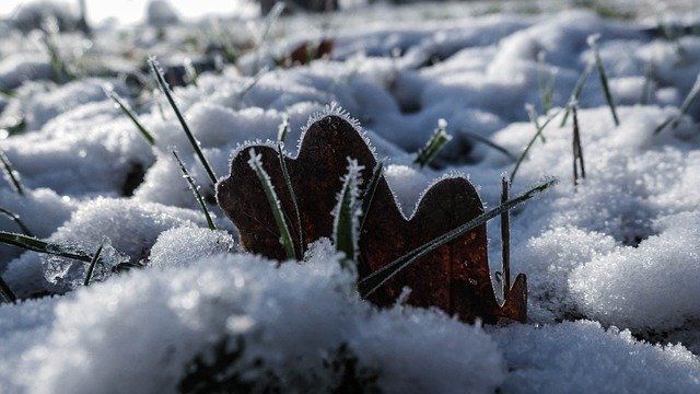 Free download Winter Leaf Frost -  free photo or picture to be edited with GIMP online image editor